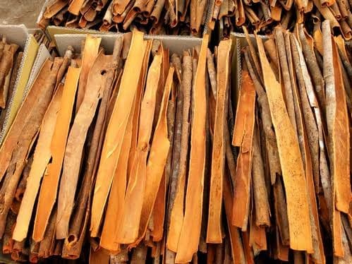 Split Cassia